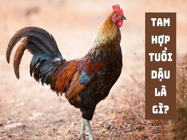 Tam hợp tuổi Dậu là gì?