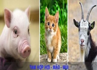 Ý nghĩa tam hợp tuổi Hợi trong cuộc sống và phong thủy