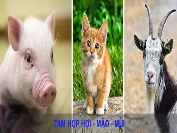 Tam hợp tuổi Hợi là gì?