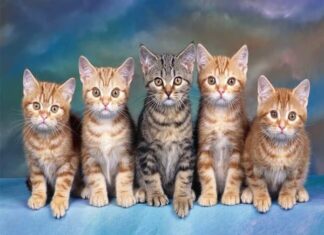 Tam hợp tuổi Mão có ý nghĩa gì trong vận mệnh cuộc sống