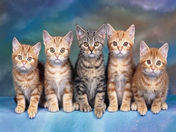 Tam hợp tuổi Mão là gì