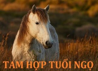 Tam hợp tuổi Ngọ và những ứng dụng trong phung thủy