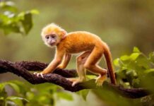 Con số đẹp tuổi Mậu Thân 27/11/2025 có thật sự may mắn? Tổng quan vận trình tử vi tuổi Mậu Thân 27/11/2025