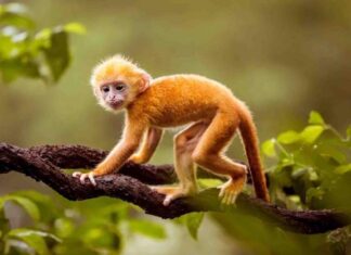 Tổng quan vận trình tử vi tuổi Mậu Thân 27/11/2025