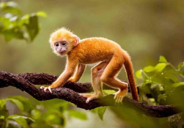 Tổng quan vận trình tử vi tuổi Mậu Thân 27/11/2025