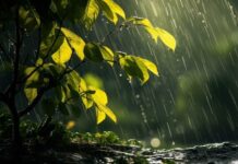 Luận giải thông điệp khi ngủ mơ thấy trời mưa là điềm gì? Luận giải thông điệp khi ngủ mơ thấy trời mưa là điềm gì?