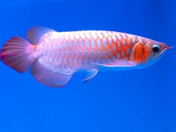 Giải mã chi tiết các giấc mơ thấy cá rồng