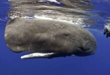 Mơ thấy cá to là điềm gì, con gì số mấy tài lộc?