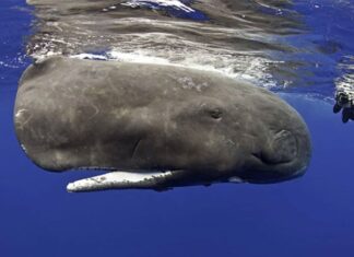 Mơ thấy cá to là điềm gì, con gì số mấy tài lộc?