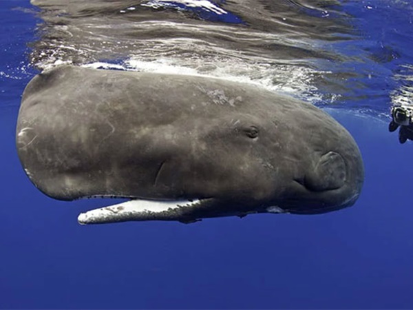 Mơ thấy cá to là điềm gì, con gì số mấy tài lộc?