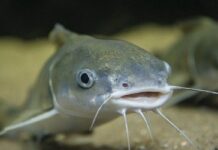 Nằm mơ thấy cá trê là điềm gì may mắn hay xui xẻo