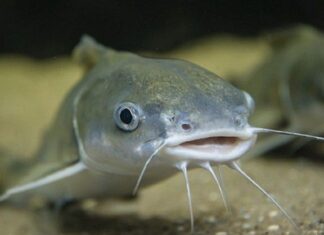 Nằm mơ thấy cá trê là điềm gì may mắn hay xui xẻo