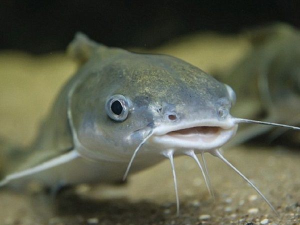 Nằm mơ thấy cá trê là điềm gì may mắn hay xui xẻo