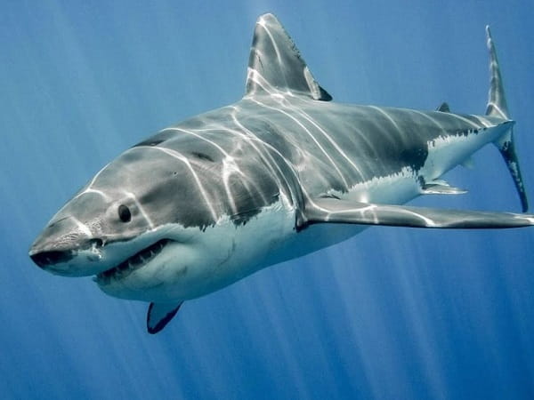 Ngủ mê thấy cá mập đen