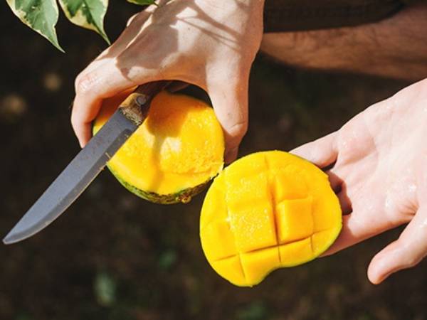 Chiêm bao thấy ăn xoài chín cùng người lạ