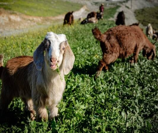 con số may mắn tuổi Tân Mùi thứ 7 ngày 7/2