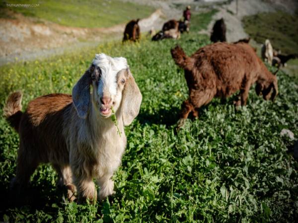 Gợi ý con số may mắn tuổi Tân Mùi thứ 7 ngày 7/2 tài lộc